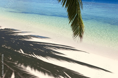 Obraz na plátně shadows of the palmtree