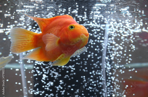 aquarian goldfish