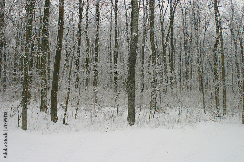 Fototapeta premium ice and snow