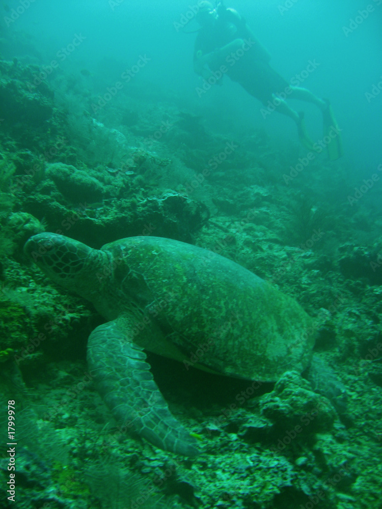 Fototapeta premium żółw nurek