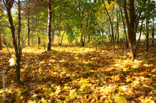 autumnal carpet