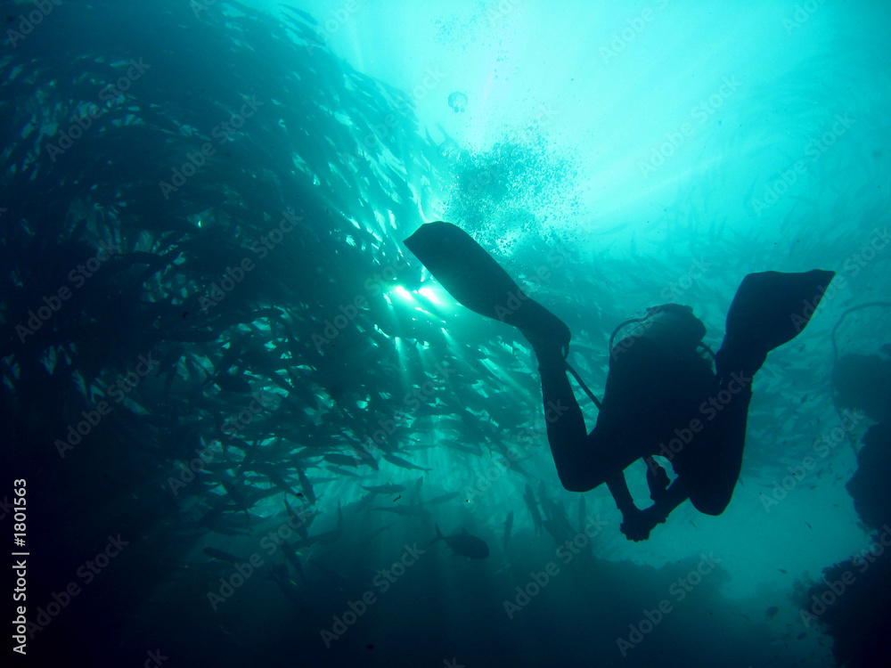 Fototapeta premium schooling fish
