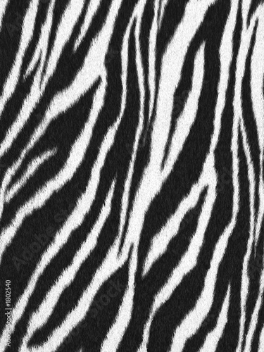 zebra - animal fur
