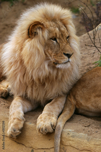Fototapeta Naklejka Na Ścianę i Meble -  angola lion, panthera leo bleyenbergi