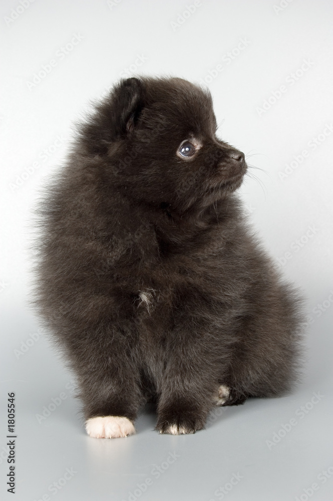 Obraz premium puppy;
