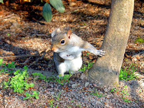 Fototapeta eastern grey squirrel 