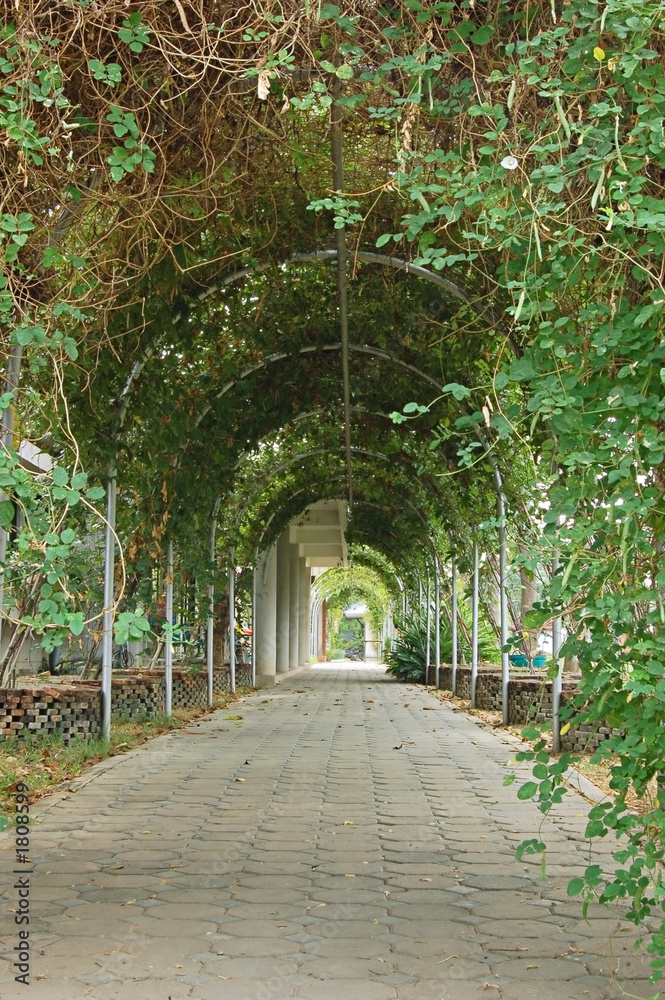 pergola walkway