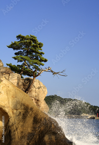 matsushima photo