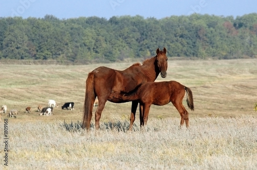 motherhood