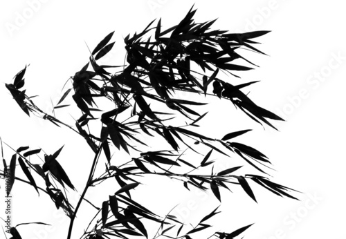 bamboo tree in the wind