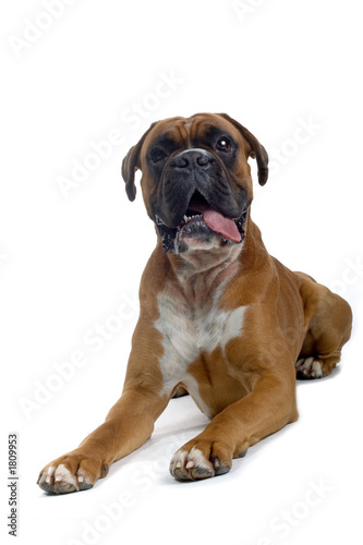 brown boxer