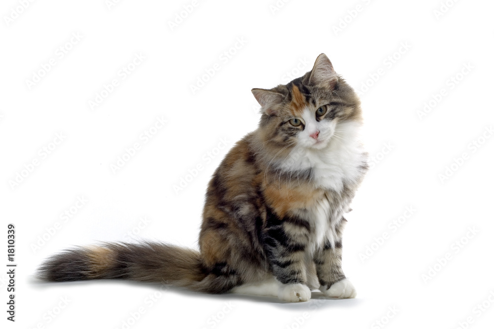 Obraz premium little kitten