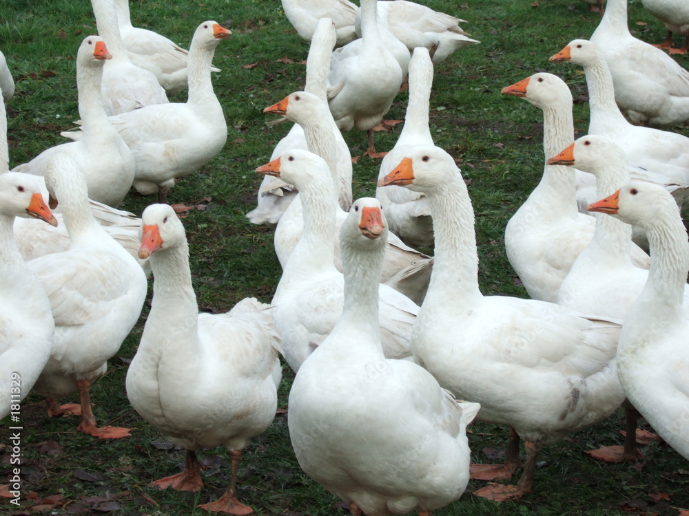 Obraz premium gänse