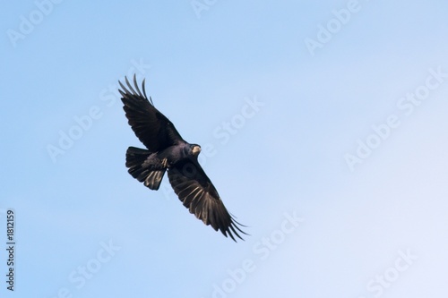 crow © Gudellaphoto