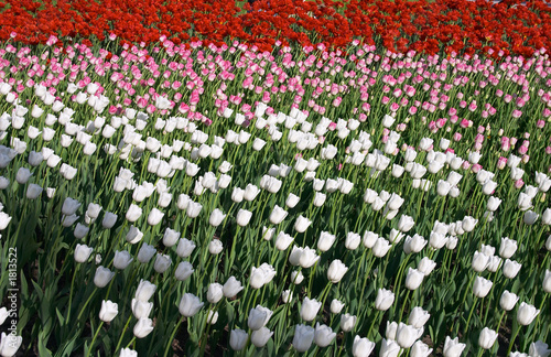three color tulips