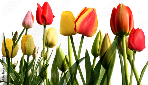 tulips