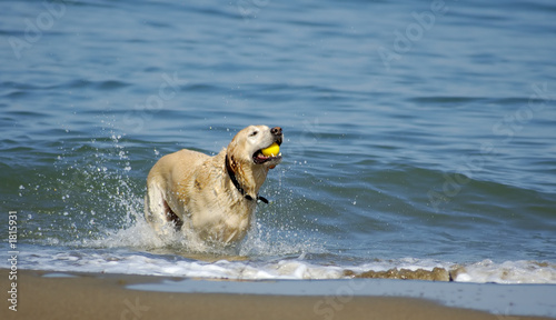 Canvas Print dog running out of san francisco bay 4