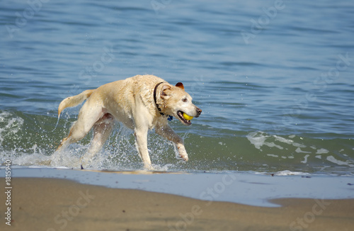 dog running out of san francisco bay 5