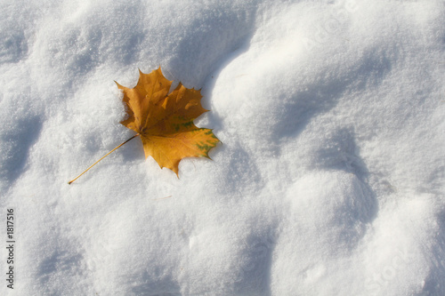 autumn leaf on the first snow