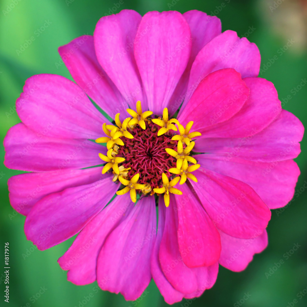 lilac zinnia flower