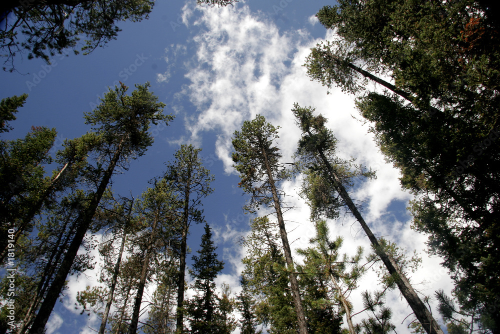 Obraz premium canadian forest