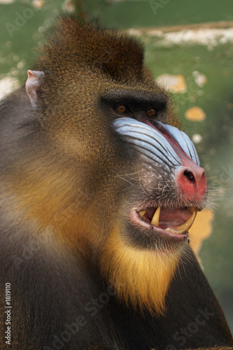 monkey mandrill