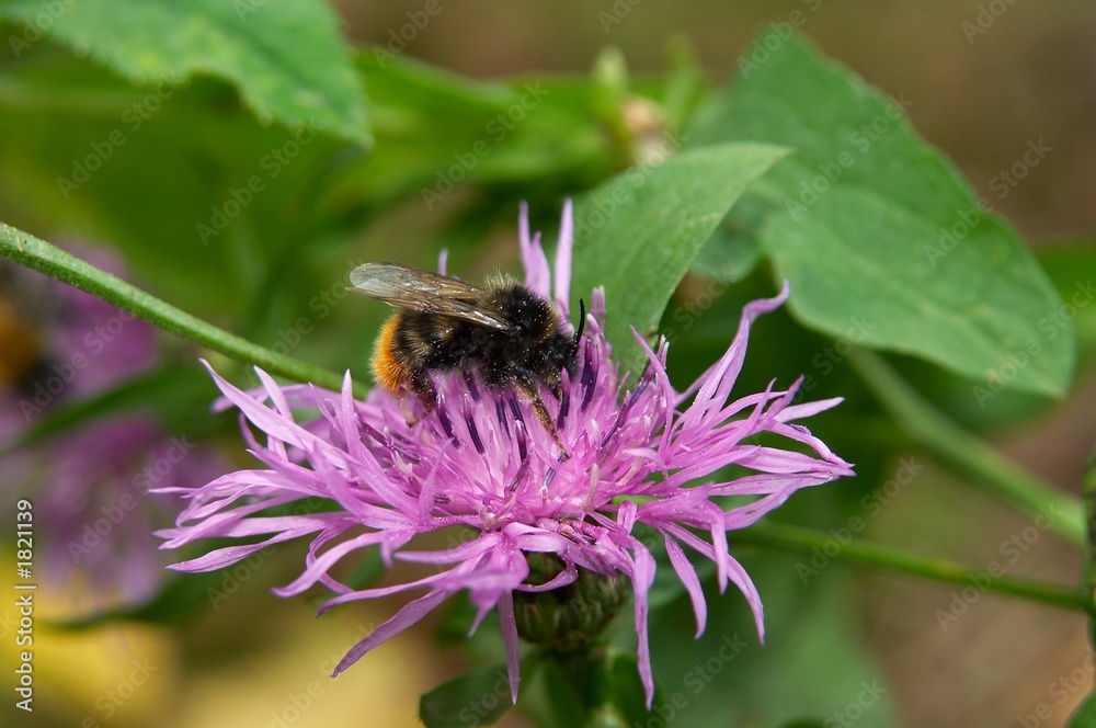 bumblebee bumblebee