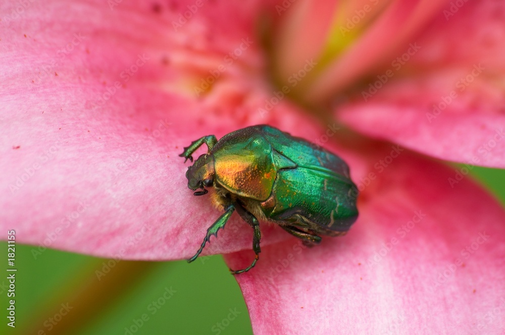 green bug green bug