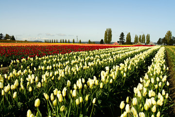 Wandcirkels Tulp Rode tulpen in Hollandse polder  © arekmalang