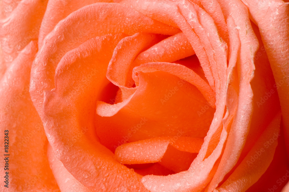 rose rose