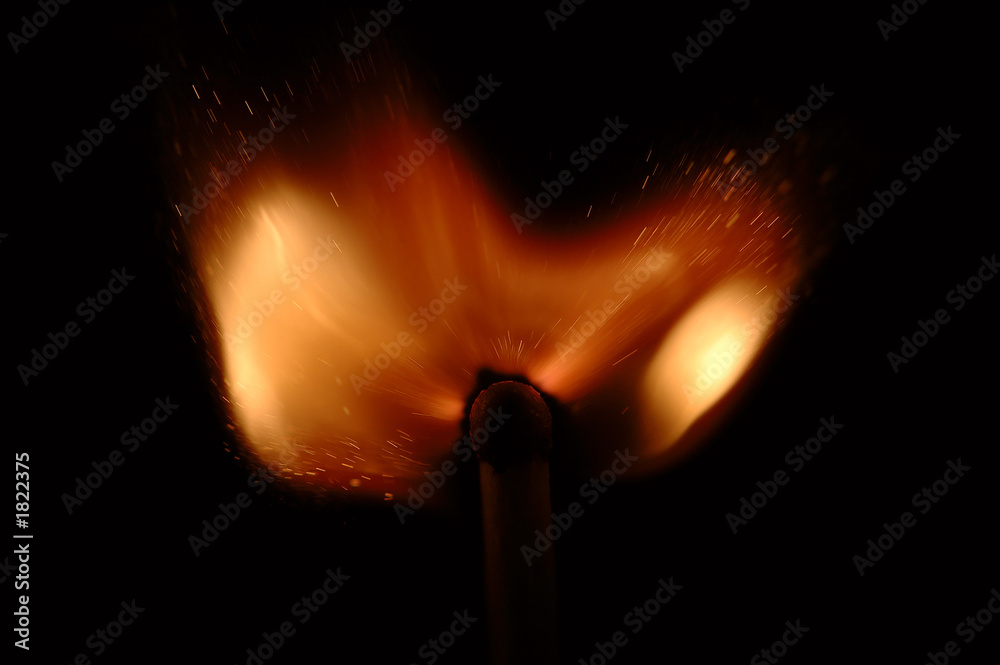 burn tulip burn tulip