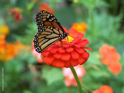 monarch butterfly © Michael Roush