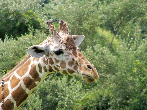Photography giraffe