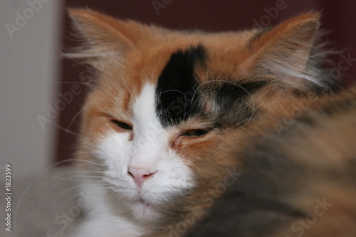 sleep tired calico cat brown white black tire nap