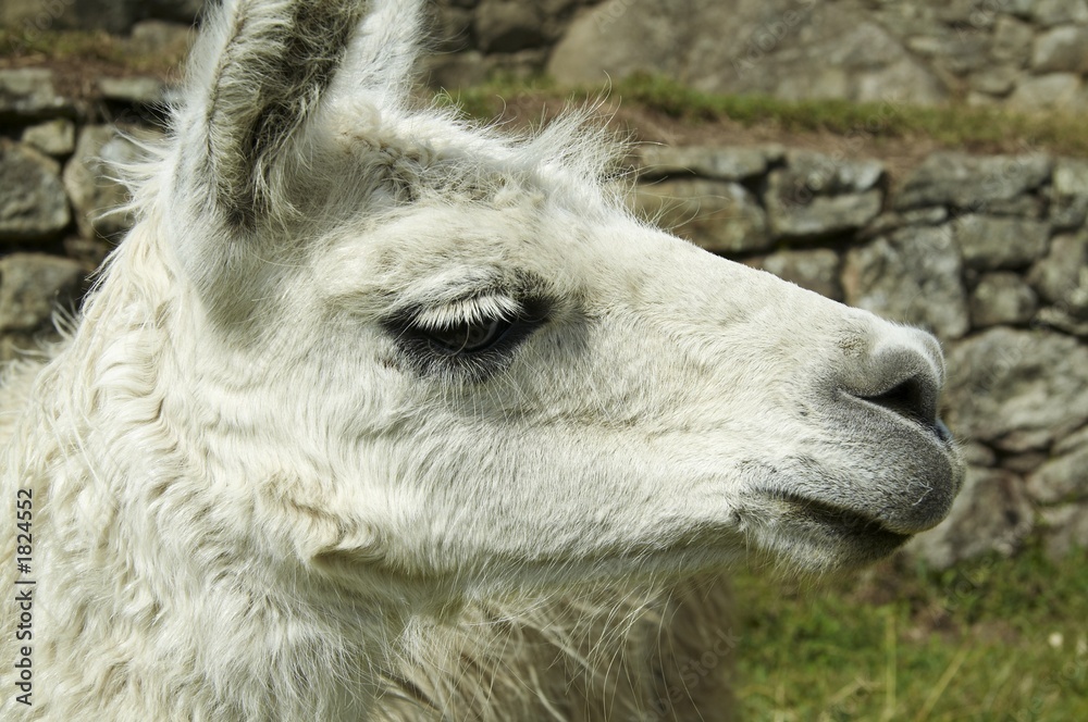 llama close-up