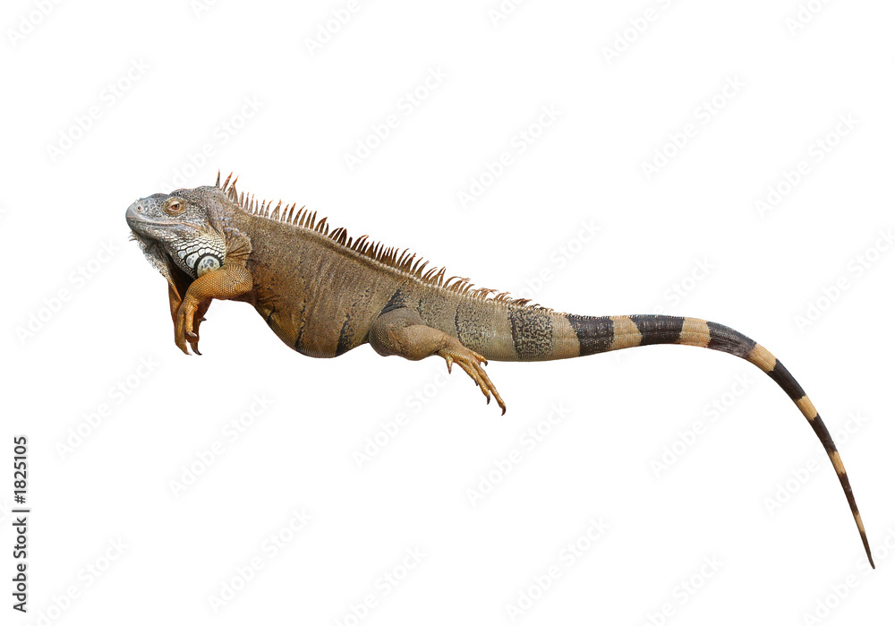 Fototapeta premium lizard isolated