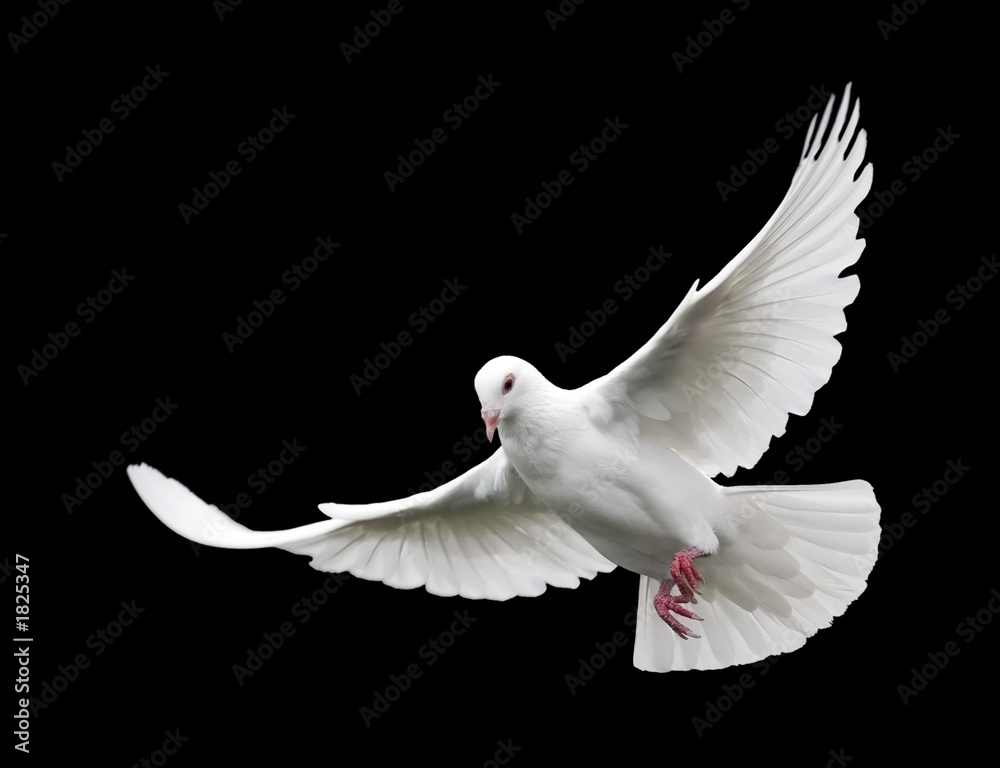 Obraz premium biała gołębica w locie 6