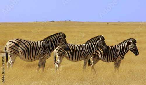 der zebra-streifen