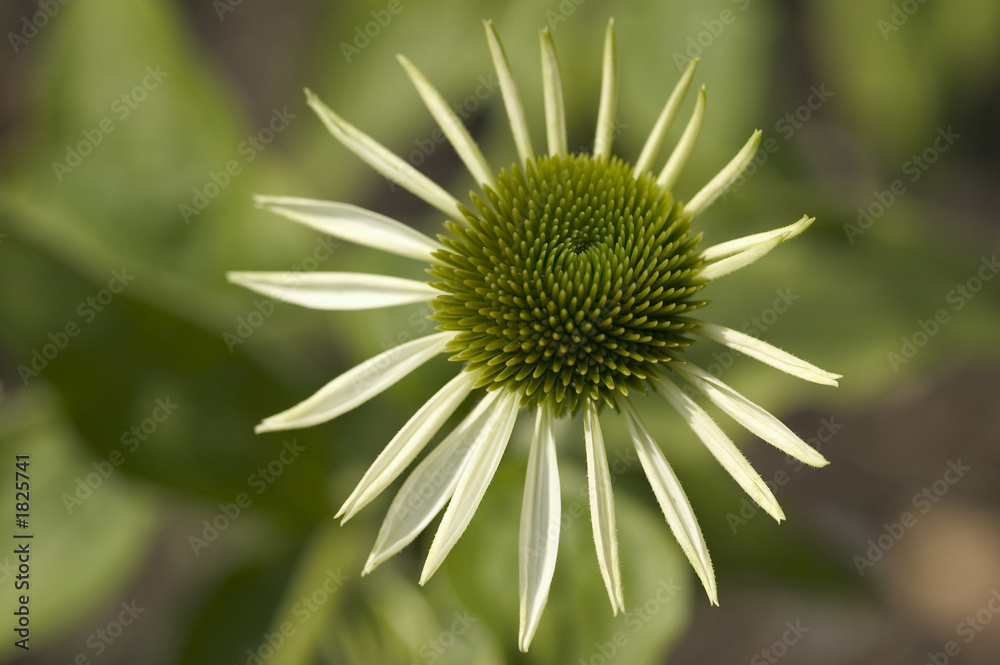 unusual flower