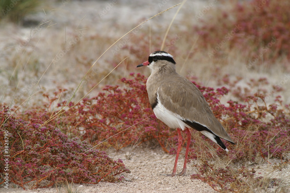 crowned lapwing crowned lapwing