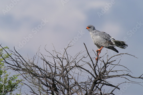 pale chanting goshawk photo