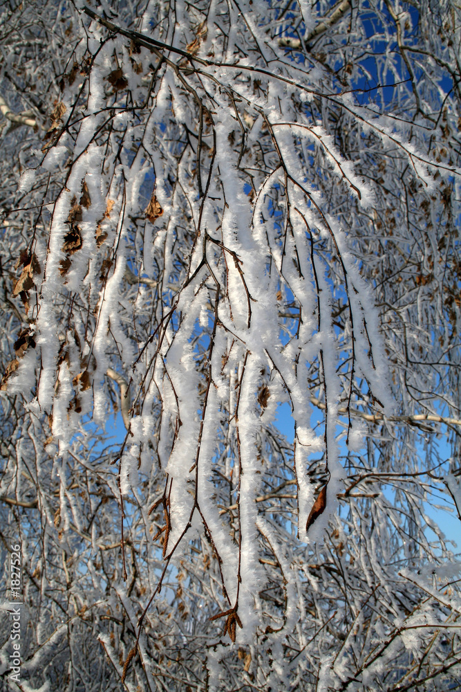 hoar-frost hoar-frost