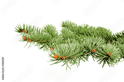 fir branch