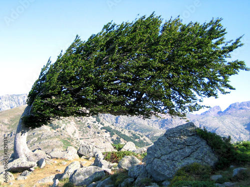 arbre tordu photo