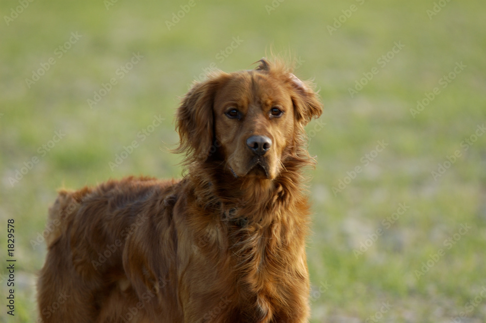 retrato de golden retriever 1