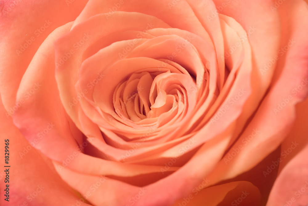 rose rose