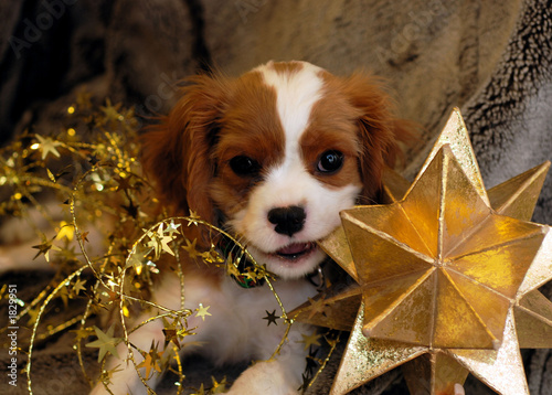 christmas pup and star