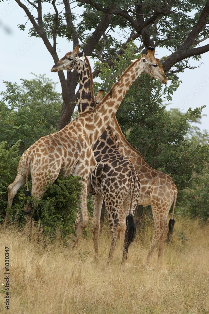 Obraz premium giraffes