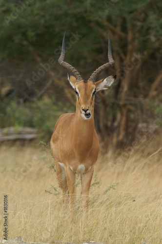 impala photo