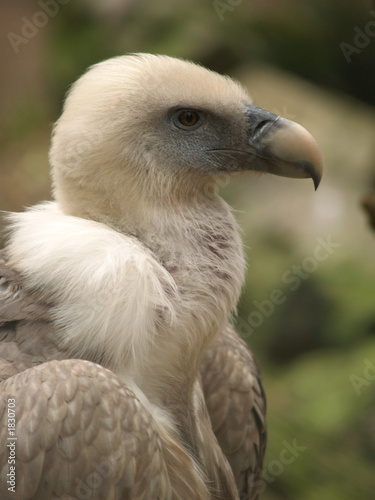 vulture